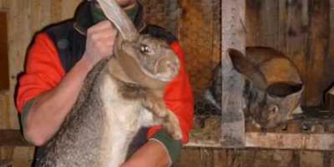 Iepuroaica Rica are 12 kilograme , iar urechile ei măsoară 22 cm 