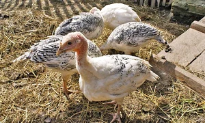 curcani2 e1617173610149 jpg