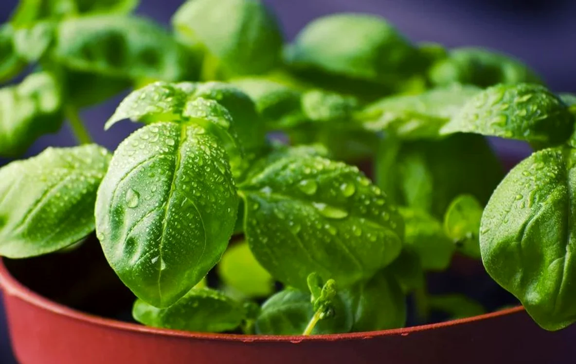 
    Infuzia cu busuioc combate bacteriile care produc toxiinfecţiile alimentareFoto: pixabay.com  