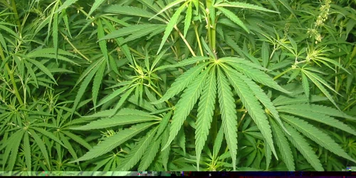 Plantele de cannabis erau cultivate printre viţa de vie