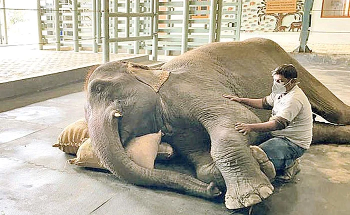 Animalul care mai mult zăcea culcat a fost dus de urgenţă la spitalul de elefanţi