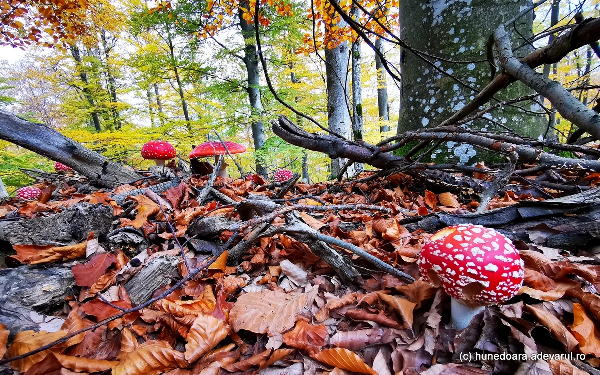 Pădure din munții Șureanu. Foto: Daniel Guță