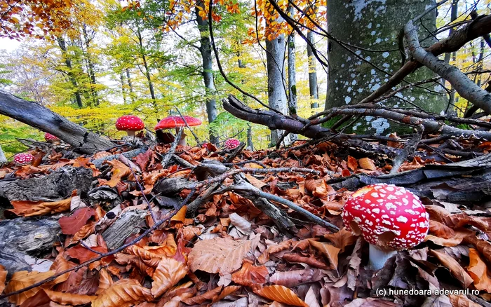 Pădure din munții Șureanu. Foto: Daniel Guță