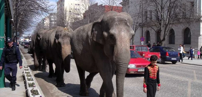 Parada elefanţilor la Focşani Foto: Ştefan Borcea