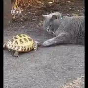 testoasa 1 gif