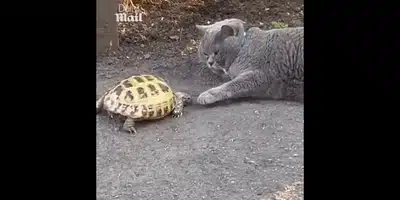 testoasa 1 gif