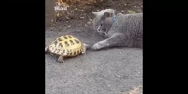 testoasa 1 gif