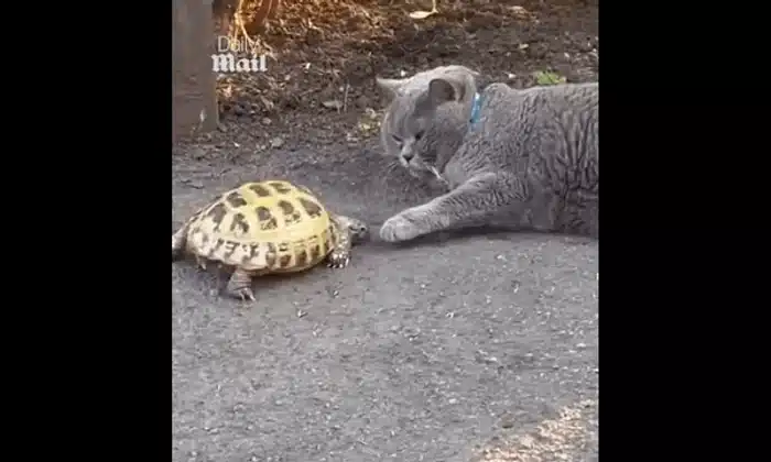 testoasa 1 gif