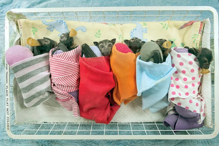 
    Sunt înfăşaţi în scutece ca bebeluşii Foto: Photoland, Caters  