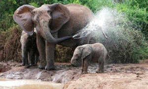 lucruri despre elefanţi jpeg