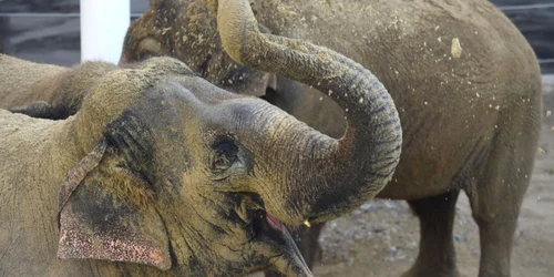 Un elefant îşi aruncă nisip pe spate în timpul deschiderii noii case a elefanţilor la grădina zoologică Tierpark Hellabrunn din Munchen Germania FOTO EPA / Felix Hoerhager