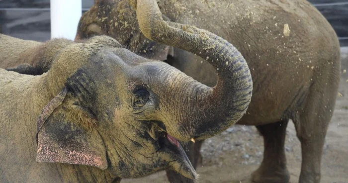 Un elefant îşi aruncă nisip pe spate în timpul deschiderii noii case a elefanţilor la grădina zoologică Tierpark Hellabrunn din Munchen Germania FOTO EPA / Felix Hoerhager