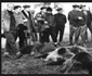 Lache a fost împuşcat în Harghita. FOTOcasasfatului.ro