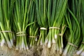 ceapa verde adobesotck jpg