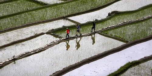 Terase orez Filipine FOTO EPA-EFE