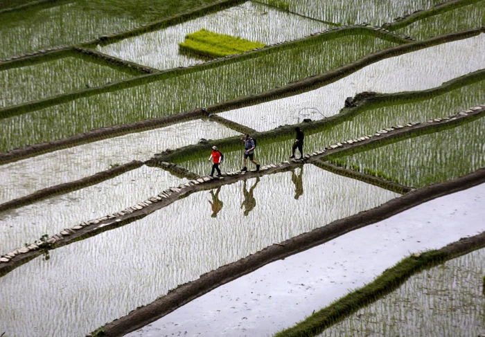 Terase de orez, provincia Ifugao, Filipine FOTO EPA-EFE