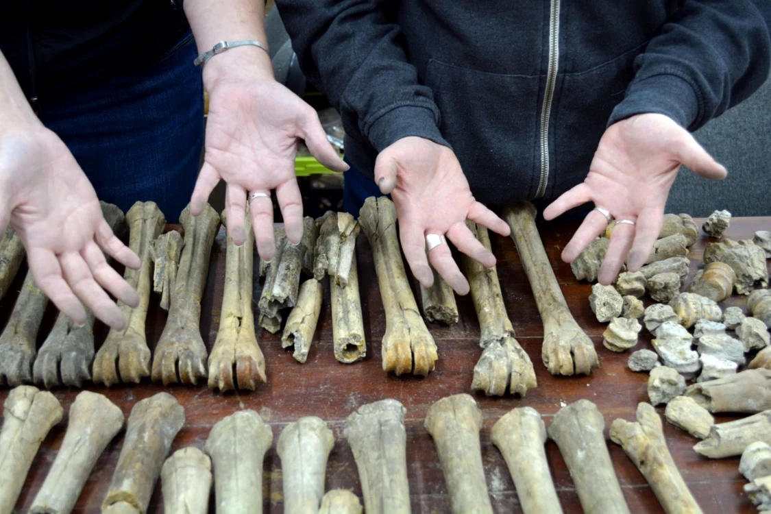 Descoperiri arheologice importante în cel mai mare sit fosilifer din Europa de Est pe Valea Olteţului din Vâlcea Foto  Arhivele Institutului Emil Racoviţă