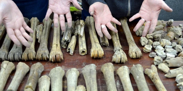 Descoperiri arheologice importante în cel mai mare sit fosilifer din Europa de Est pe Valea Olteţului din Vâlcea Foto  Arhivele Institutului Emil Racoviţă