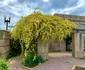 Trandafirul Banksiae - una dintre cele mai frumoase plante cățărătoare din lume Foto US Botanic Garden