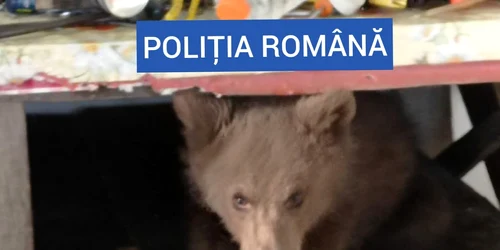 urs foto politia romana