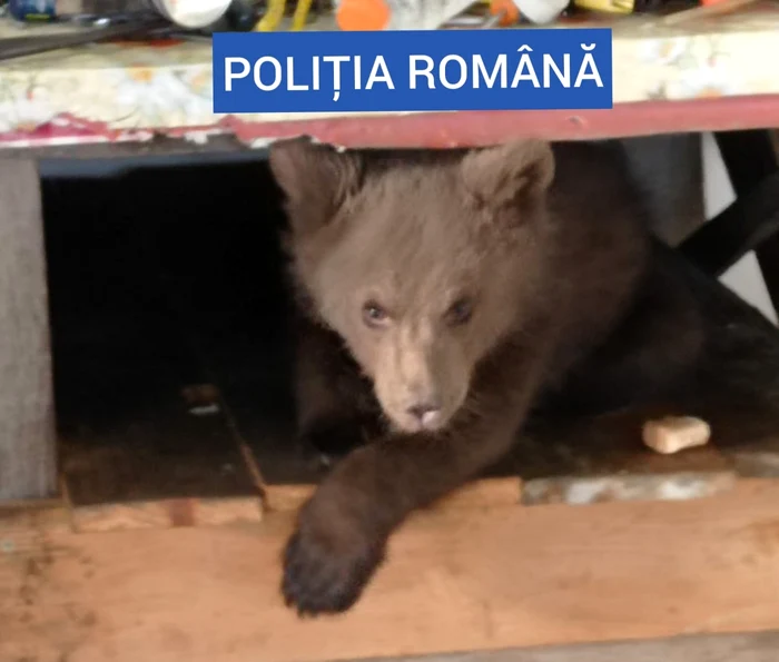 Bărbatul este cercetat pentru nerespectarea regimului armelor şi muniţiilor, respectiv deţinerea în captivitate fără drept a unor specii de interes cinegetic Foto: Poliţia Română