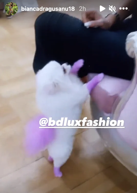 Bianca Drăgușanu a fost reclamată la Protecția Animalelor pentru că a vopsit blănița câinelui
