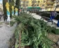 Arbori tăiați peste noapte în Deva Foto Primăria Deva (1) jpg