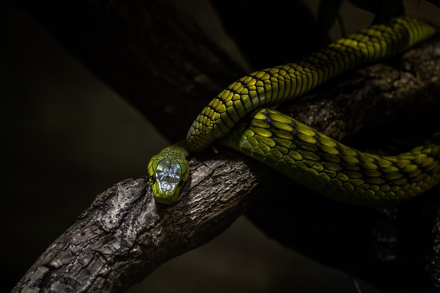 Un bărbat și un copil de 4 ani din Iași, mușcați de șarpe. Adultul a fost preluat de elicopterul SMURD