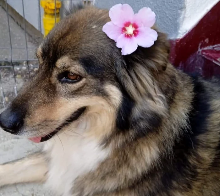 Jeny era iubită de tot cartierul FOTO: Protectia Animalelor Galati/FB
