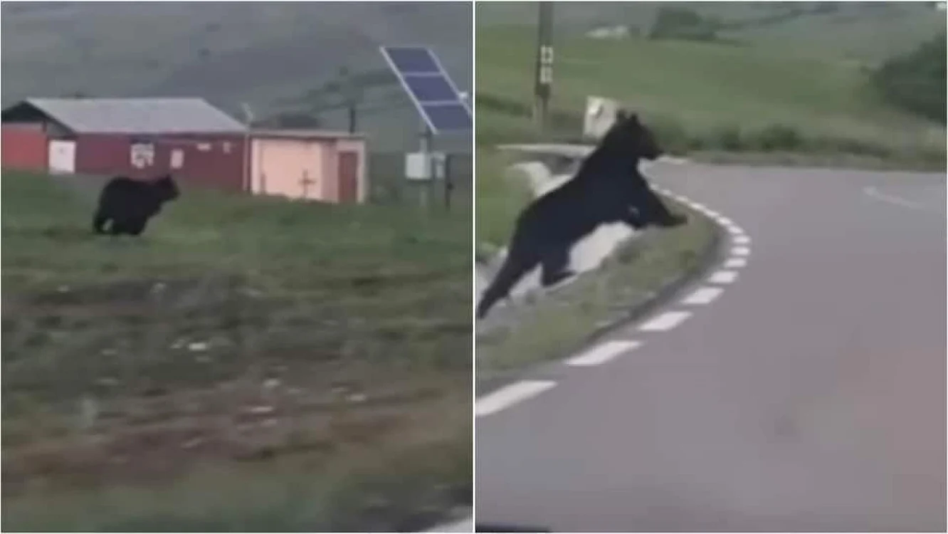 Ursul a sărit în alergare prin faţa maşinii. Foto: captură video