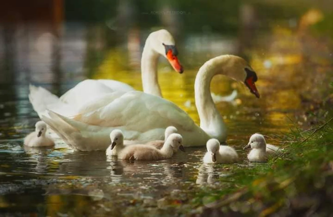 Familia de lebede de pe Jiu înainte de viitura de la sfârşitul lunii iulie                     FOTO: Claudiu Fiu