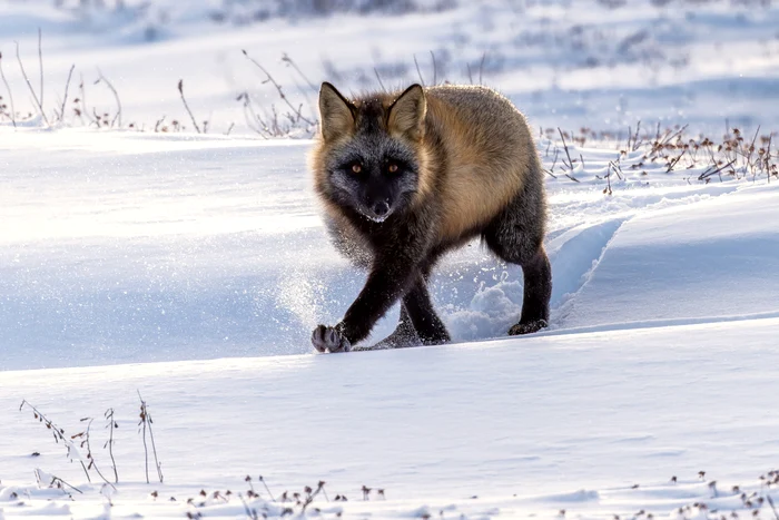 Vulpe polară în acțiune. FOTO: Rareș Beșliu