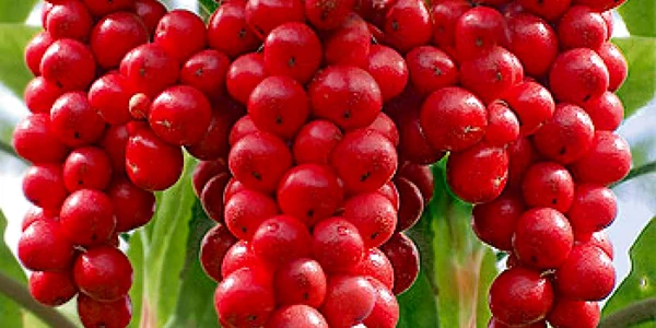 schisandra