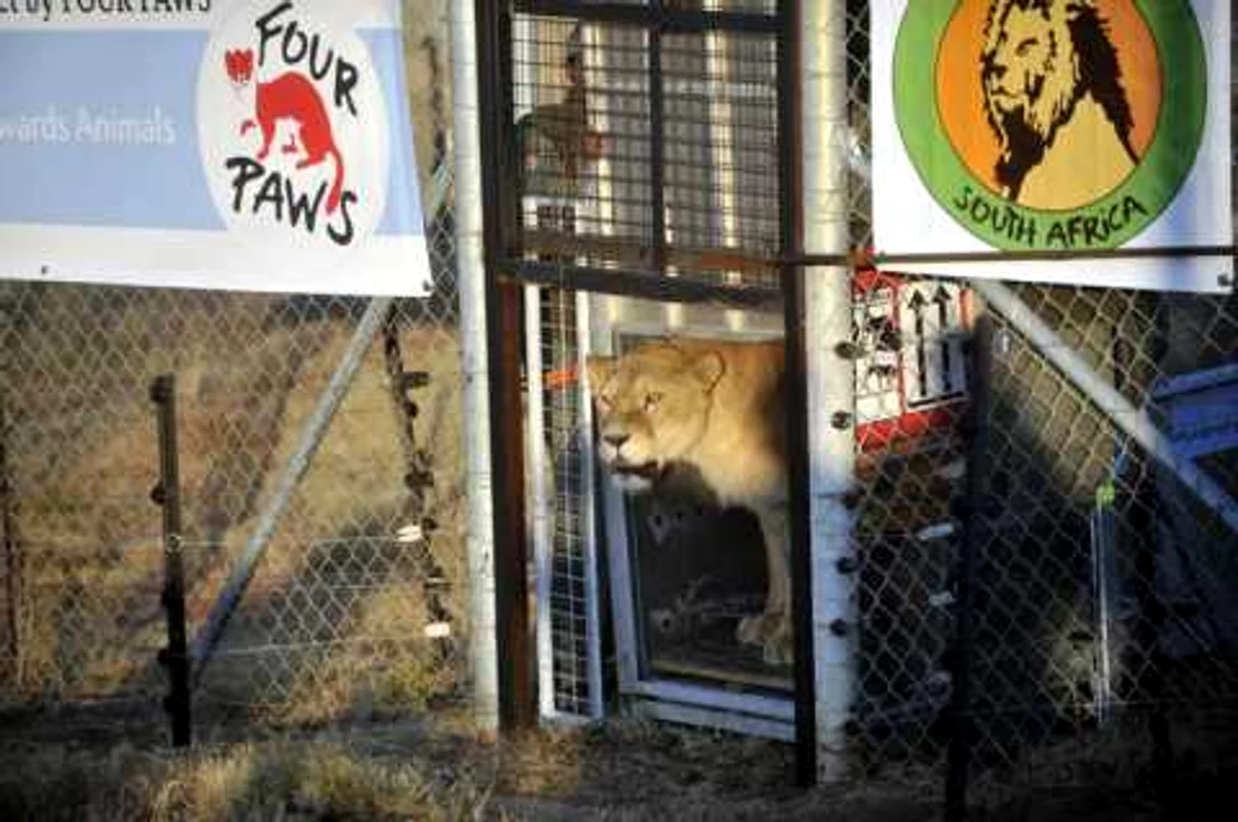 Leoaice libere la Lionsrock