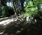 Parcul dendrologic Simeria Foto Daniel Guță ADEVĂRUL (42) JPG