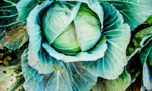 1 74976 original jpg jpeg