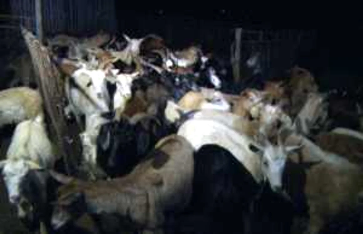 Animale la pascut noaptea