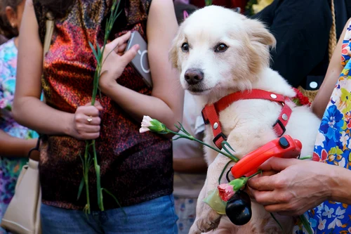 Zilele Bucureștiului. FOTO Inquam Photos / Tudor Pană