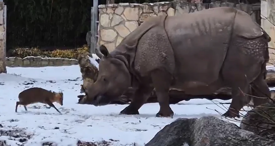 Moment viral la o grădină zoologică din Polonia: un cerb minuscul provoacă un rinocer de 1,7 tone . Cum s-a terminat confruntarea