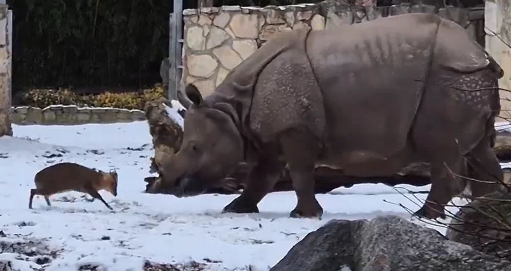 Moment viral la o grădină zoologică din Polonia: un cerb minuscul provoacă un rinocer de 1,7 tone . Cum s-a terminat confruntarea