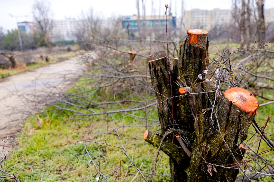 Arbori tăiați ilegal în parcul IOR / Foto: Facebook / Nicușor Dan