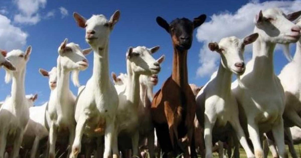 România poate începe exportul de ovine şi carne de ovine în Algeria