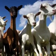 ovine si caprine