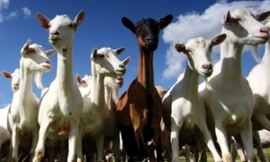 ovine si caprine