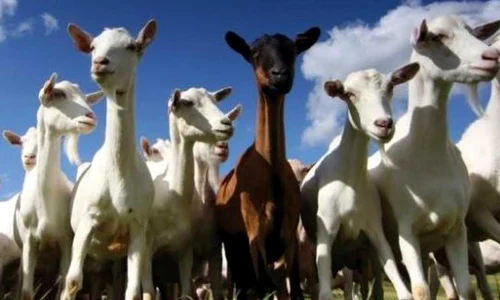 ovine si caprine