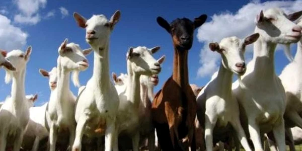 ovine si caprine