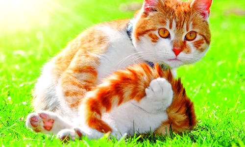 1 64136 original jpg jpeg