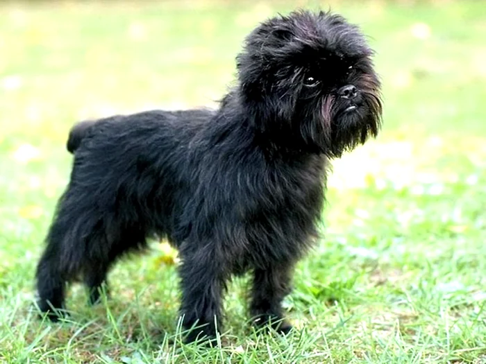 Cea mai mică rasă de câini din lume - Affenpinscher mai este numit şi "câinele maimuţă"
