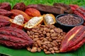 arbore de cacao foto jpg