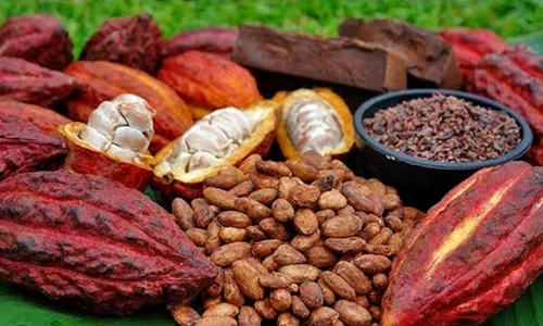 arbore de cacao foto jpg